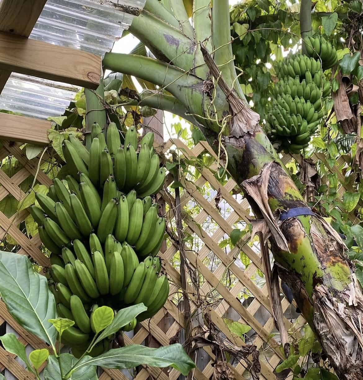 Sweetheart Banana Plant Rare 'Musa FHIA-3'