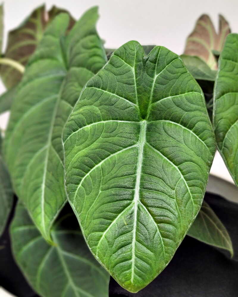 Alocasia Maharani (Grey Dragon) Live Plant – Florida Plants Nursery
