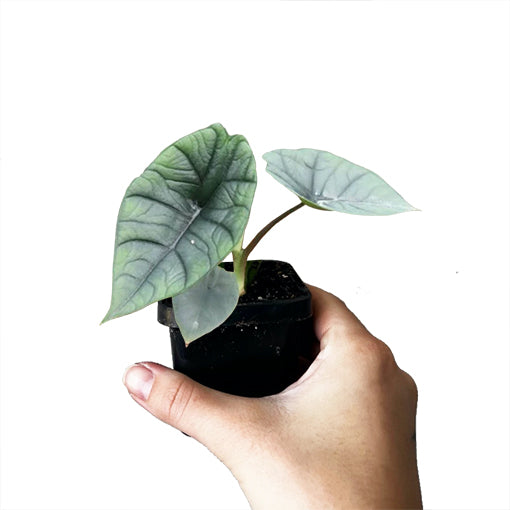 Alocasia Platinum (Silver Arrow) Live Plant