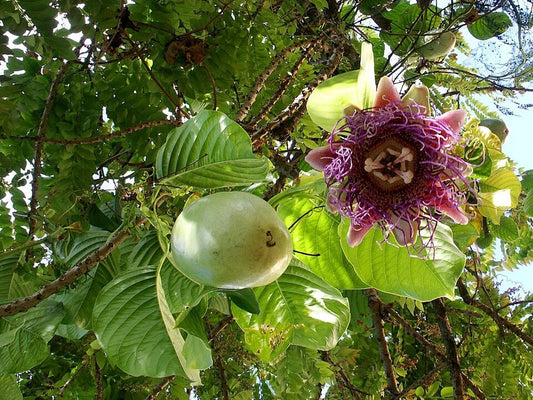 Passiflora 'Giant Granadilla Yellow' bare-root starter plant