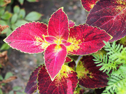 Coleus 'Dipt In Wine' bare-root starter plant