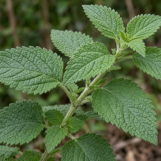 Mexican Dream Herb bare-root starter plant