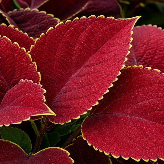 Coleus 'Red Coat' bare-root starter plant