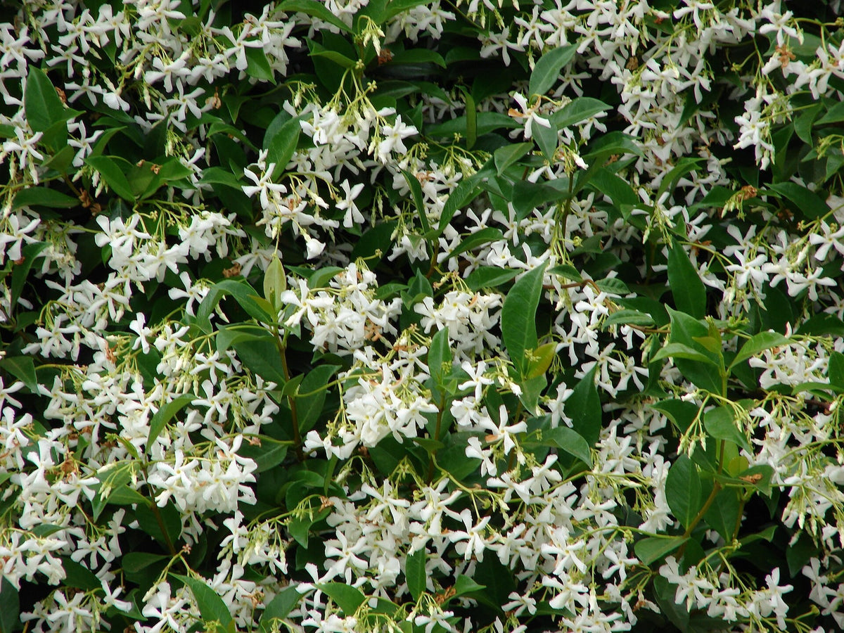 Confederate Jasmine live plant pack of 2