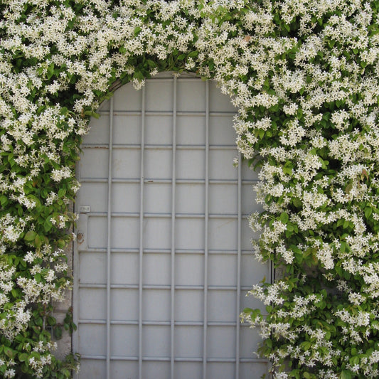 Confederate Jasmine bare-root starter plant