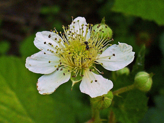 Blackberry 'Twilight' (Rubus) bare-root starter plant