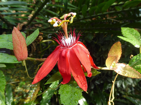 Passiflora vitifolia (Scarlet Passion Flower) bare-root starter plant