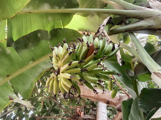 Banana 'Tropicana' bare-root starter plant