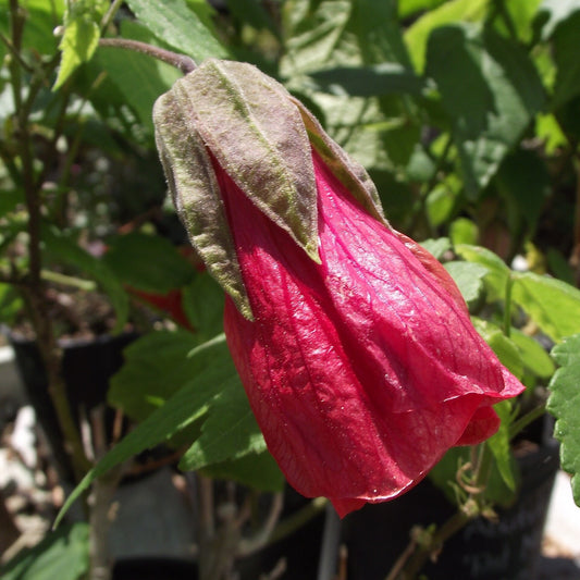 Abutilon 'Red' (Flowering Maple) bare-root starter plant