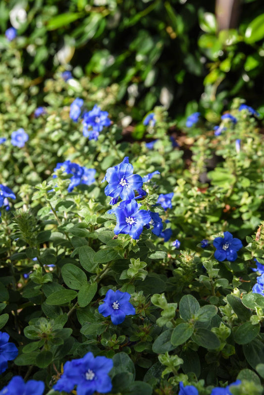 Evolvulus 'Blue Daze' bare-root starter plant