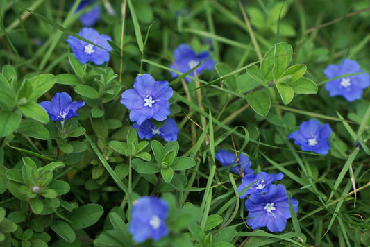 Evolvulus 'Beach Bum Dwarf' bare-root starter plant