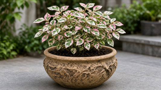 Breynia Disticha 'Snowbush' bare-root starter plant