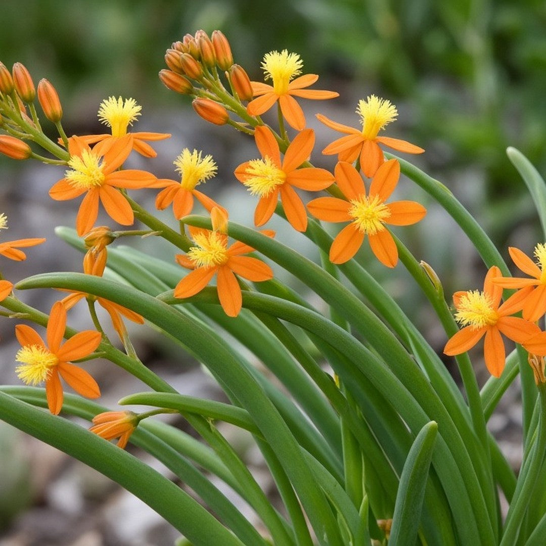 Bulbine 'Hallmark Orange' live plant pack of 2
