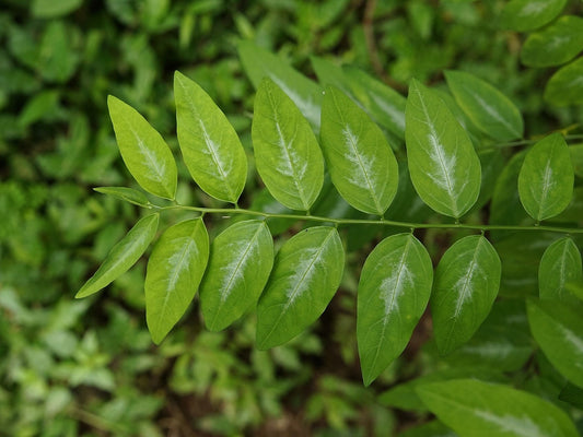 Katuk (Sauropus androgynus) bare-root starter plant