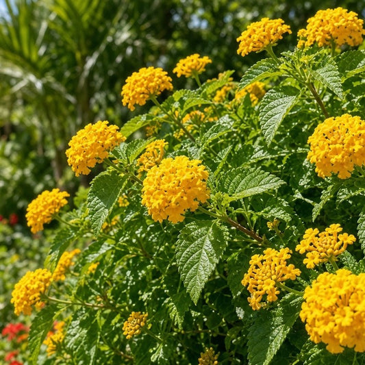 Lantana 'Nugget' bare-root starter plant