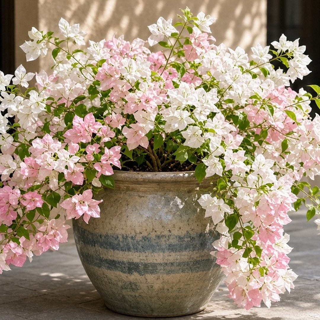 Bougainvillea 'Thai Delight' live plant pack of 2