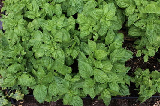 Greek Basil bare-root starter plant