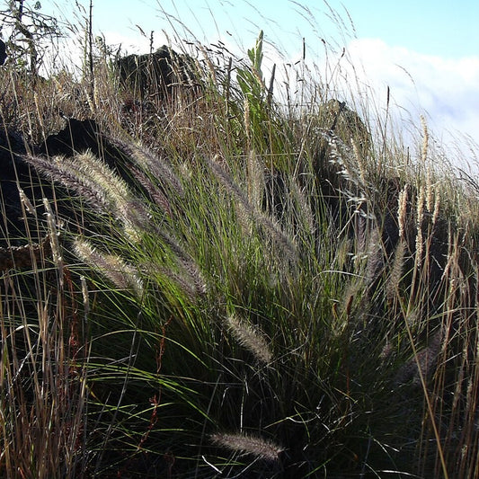 Pennisetum 'Fireworks' Fountain Grass bare-root starter plant