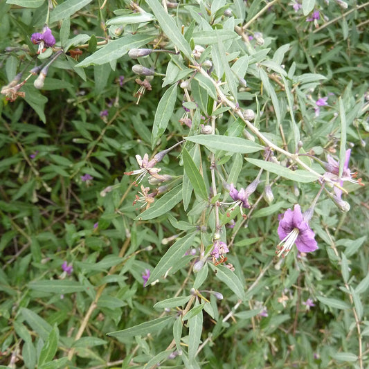 Goji Berry bare-root starter plant