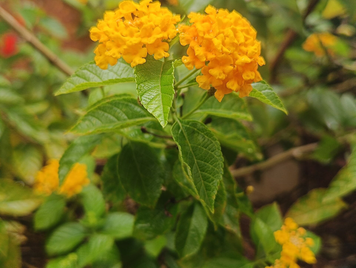 Lantana 'Changing Times' live plant pack of 2