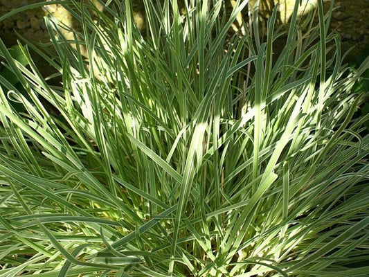 Society Garlic bare-root starter plant