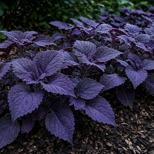 Coleus 'Blueberry Reka' bare-root starter plant