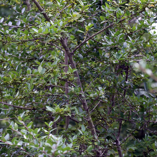 Upright Yaupon Holly bare-root starter plant