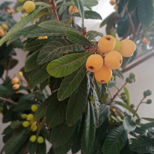 Japanese Loquat (Eriobotrya japonica) bare-root starter plant