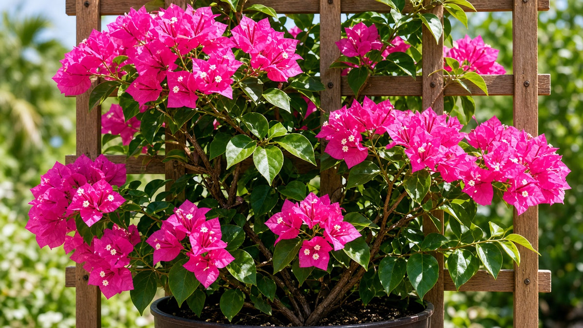 Bougainvillea 'Texas Dawn' live plant pack of 2
