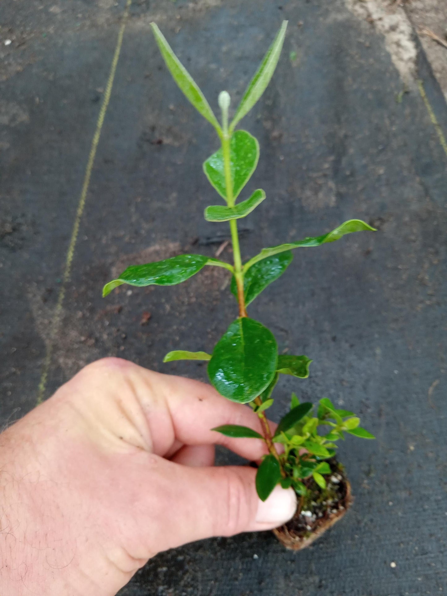 Live Pineapple Guava Plant – 4-6 Inches – Exotic Fruit Tree with Fragrant Flowers, Sweet Tropical Fruit – Thrives in Gardens, Containers