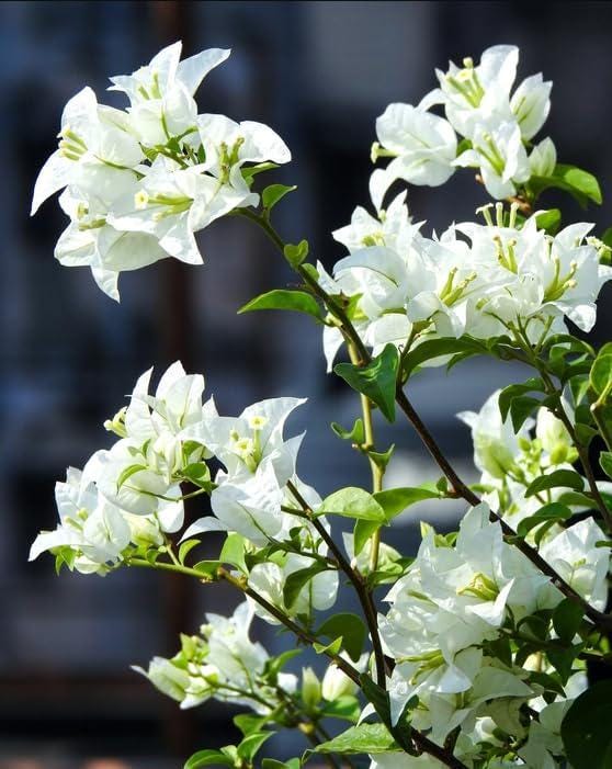 White Bougainvillea Flower Plants - Pack of 2 Live Key West White Bougainvilleas - 4-6 Inches Tall - Vibrant Blooms