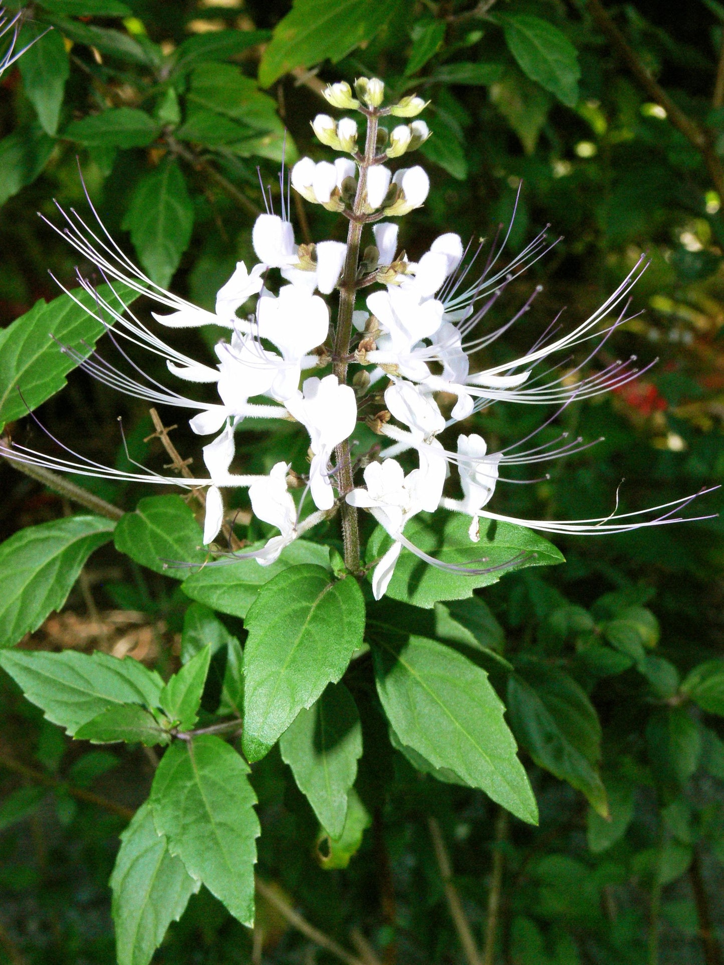 White Cat Whiskers Live Plants - Pack of 2 - Orthosiphon Stameneus - Java Tea Perennial Flowering Shrub - 4-6 Inches Tall