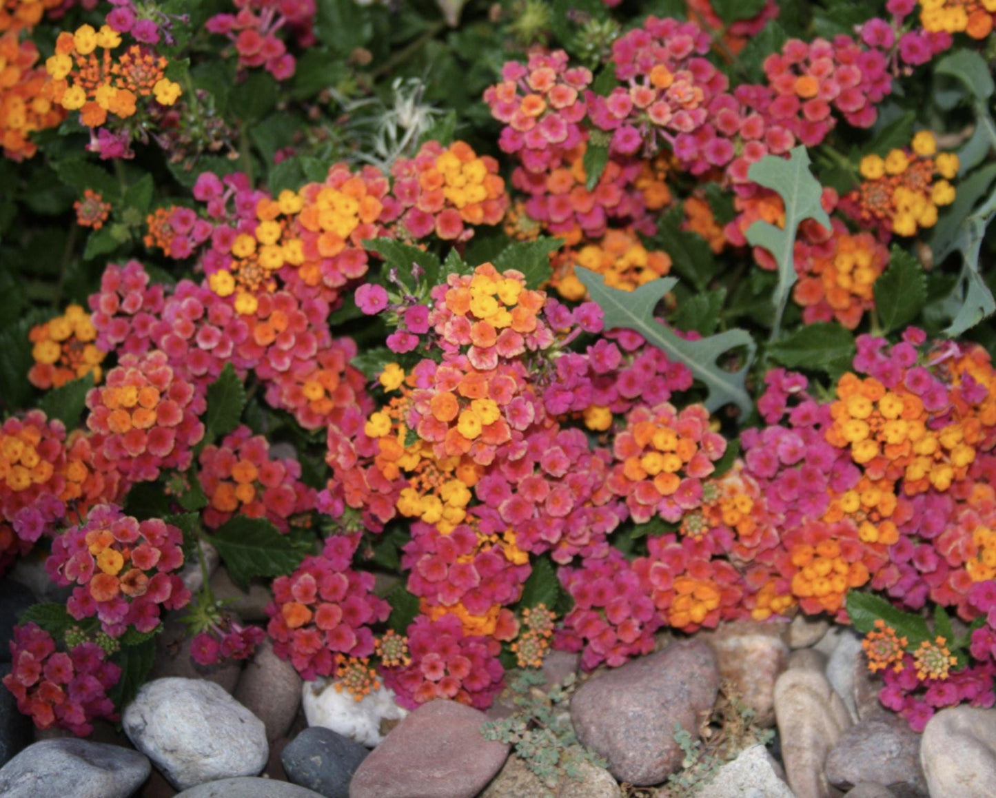 Lantana Irene Live Plants (Pack of 3): Purple & Gold Blooms