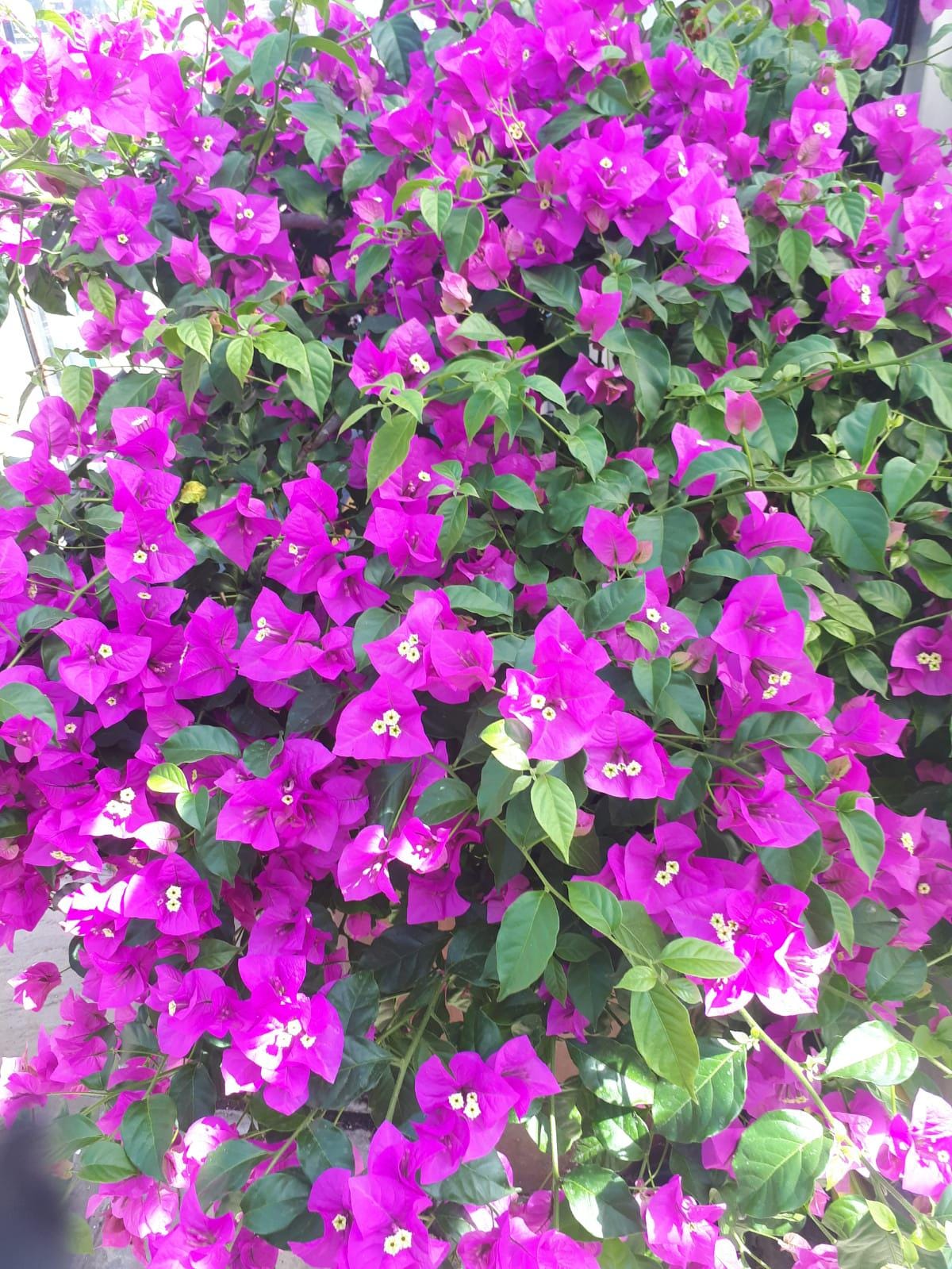 Purple Bougainvillea Flower Plants - Pack of 2 Live Elizabeth Angus Bougainvilleas - 4-6 Inches Tall - Vibrant Blooms