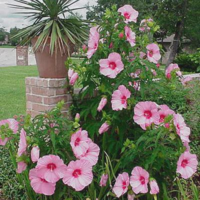 Hibiscus Lady Baltimore – Pack of 3 Live Starter Plants (4-6 Inches Tall) – Hardy Hibiscus Rose Mallow, Giant Pink Blooms