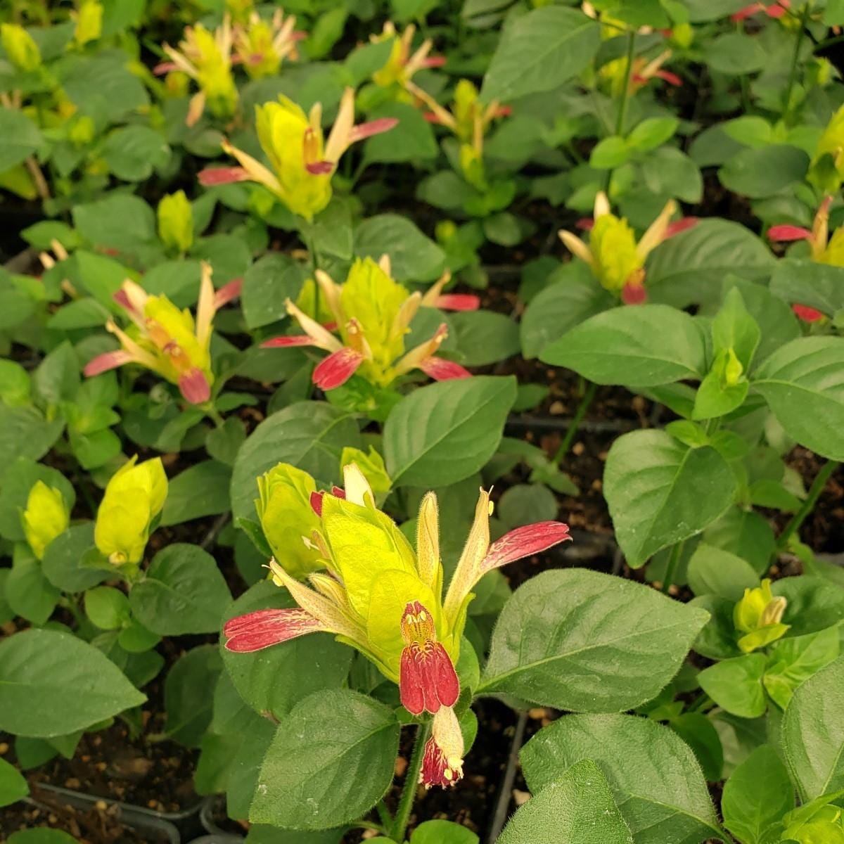 Shrimp Plant ‘Fruit Cocktail’ – Beloperone guttata - Pack of 3 Live Starter Plants (4-6 Inches Tall) – Rare Multi-Colored Blooms