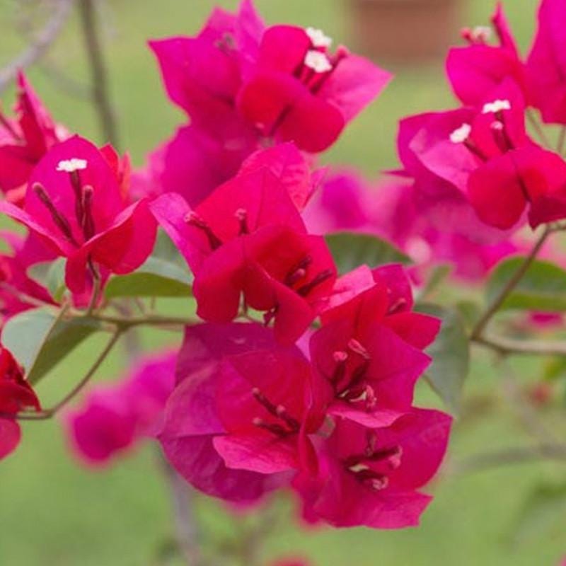 Pink Bougainvillea Plants - Live Bougainvillea Juanita Hatten Plants – Pack of 2 – Vibrant Pink Blooms – Hardy Flowering Vine