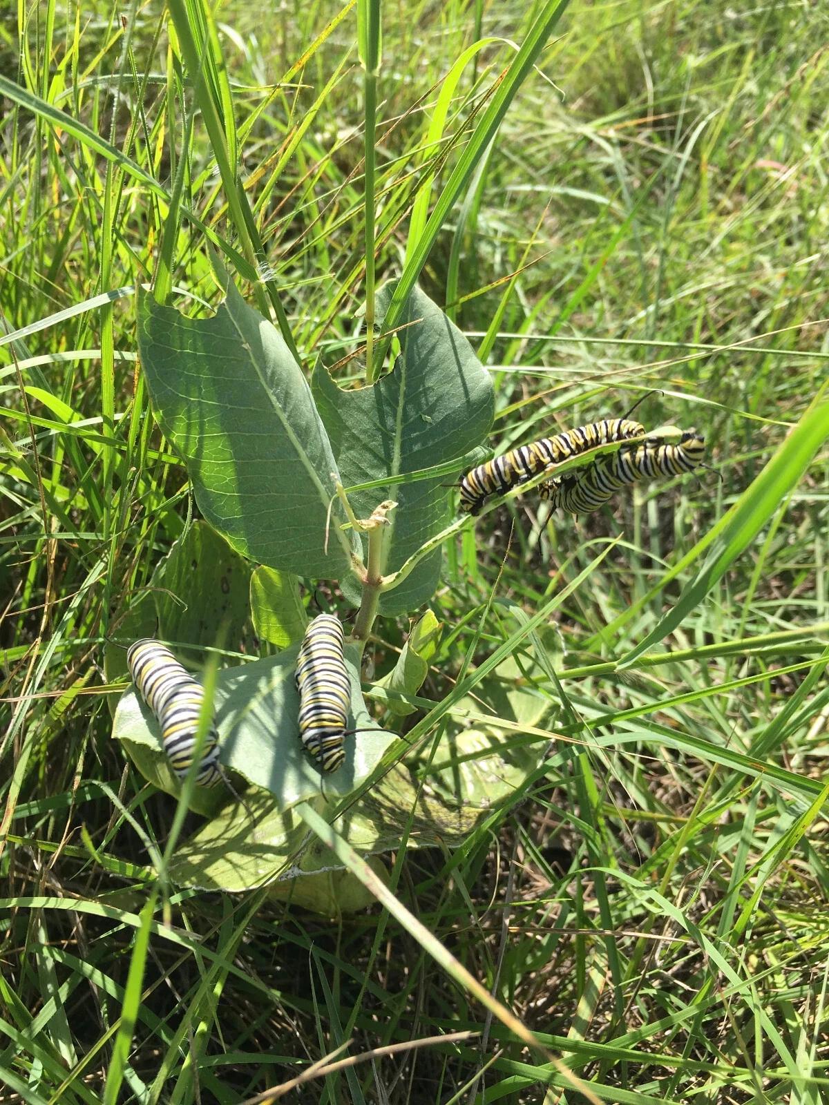 Milkweed Live Plants - 2 (Two) Broadleaf Milkweed Plants for Butterfly - Hardy Desert Milkweed