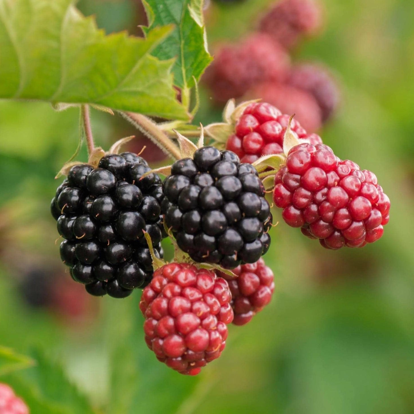 Chester Blackberry Live Plant (5-9" Tall) – Thornless Sweet Berry Bush – Cold Hardy Zones 5-8 – Late Season Rubus Starter