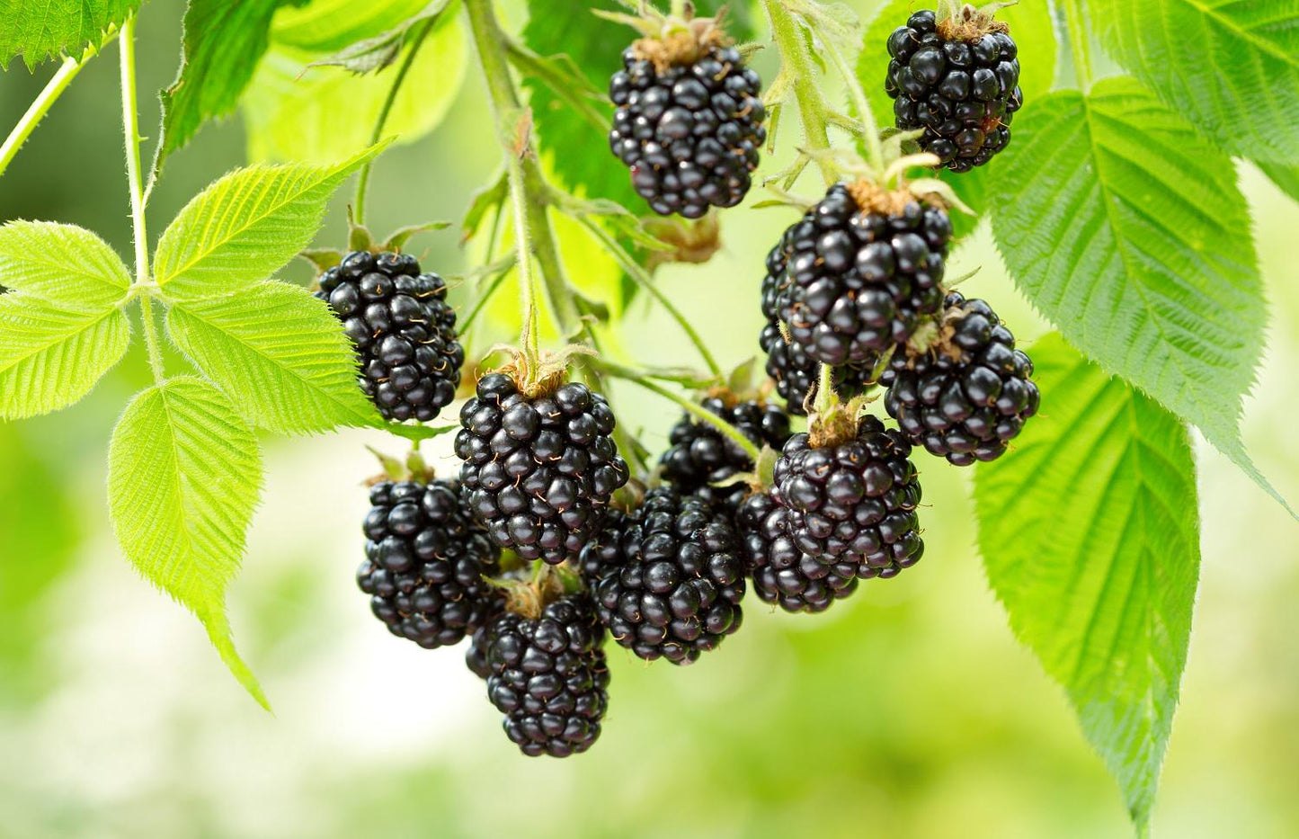 Ouachita Blackberry Live Plant (5-9" Tall) – Thornless Sweet Berry Bush – Zones 6-9
