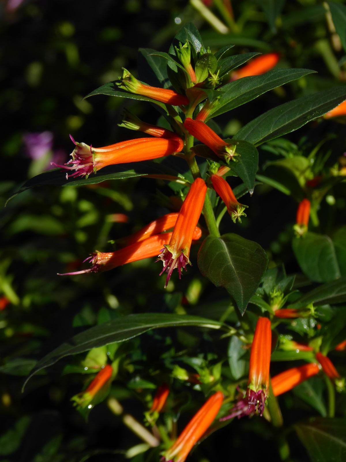 Cuphea David Verity (Large Cigar Plant) 5-9" Pack of 2 (TWO) Live Plants - Orange Firecracker Flower