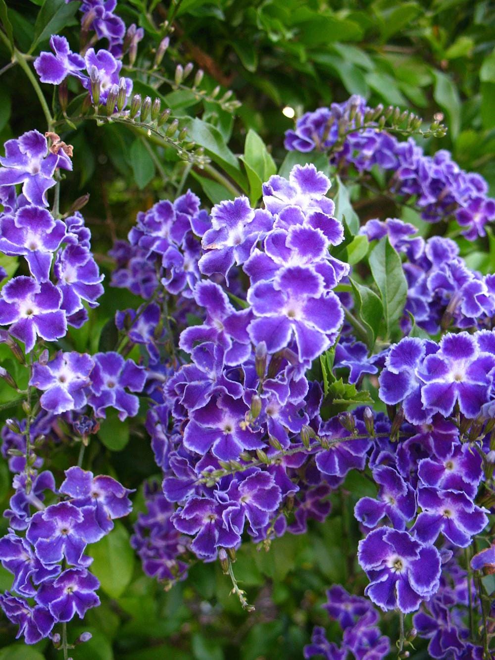 Duranta Blue Live Plants (5-9" Tall) - Pack of 2 (TWO) - Golden Dewdrop Sky Flower - Fast Growing Pollinator Magnet