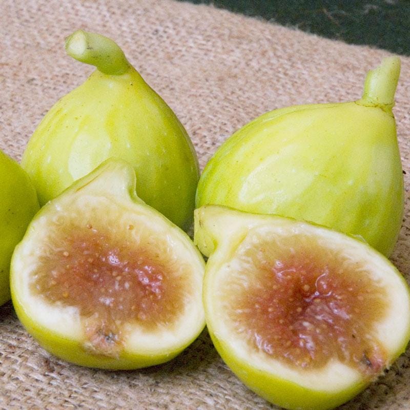 Live Kadota Fig Tree (5-9") - Ficus carica "White Honey Fig" - Sweet Edible Fruit for Preserves - Cold Hardy Zone 7-10 - Self Pollinating