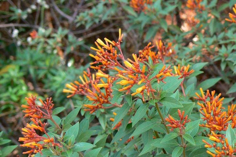Mexican Firebush Live Plants (5-9") - Pack of 2 (TWO) - Hamelia patens "Hummingbird Bush" - Firecracker Shrub