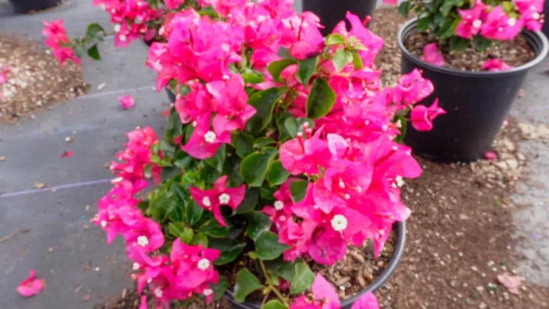 Pink Bougainvillea Live Plant - 2 (Two) Live Helen Johnson Bougainvillea Starter Plants - Dwarf Bushy Shrub - Drought Tolerant