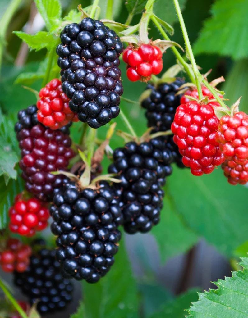 Apache Blackberry Live Plant (5-9" Tall) – Giant Thornless Berry Bush – Zones 5-9 – Upright Rubus Starter for Patio Containers or Gardens