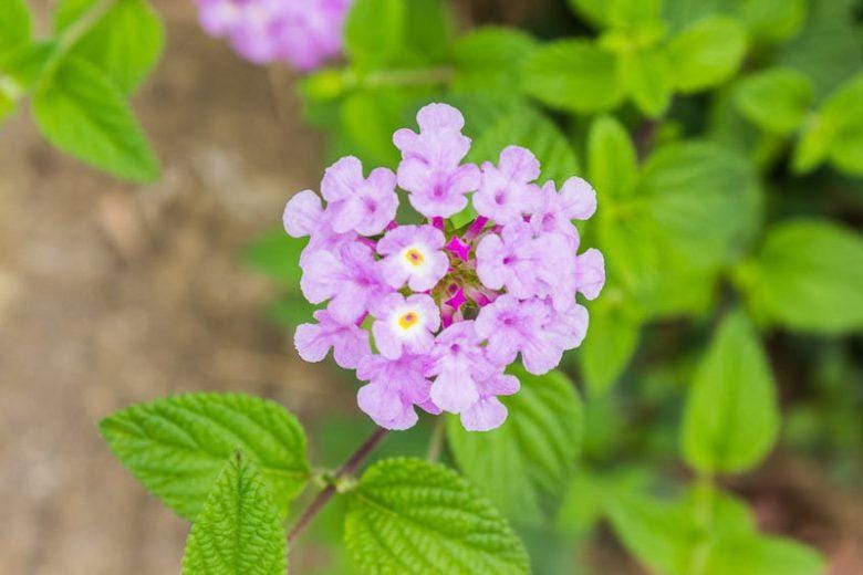 Trailing Lavender Lantana Live Plants (5-9") - Pack of 2 (TWO) - Weeping Purple Lantana Montevidensis