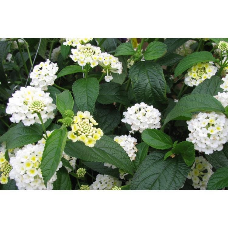 Trailing White Lantana Live Plants (5-9") - Pack of 2 (TWO) - Weeping Lantana Montevidensis - Heat Tolerant Groundcover