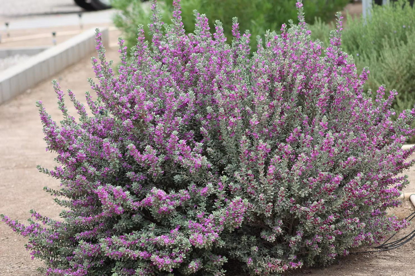 Dwarf Texas Sage Live Plants (5-9") - Pack of 2 (TWO) - Leucophyllum frutescens 'Compacta' - Drought Tolerant Silver Shrub