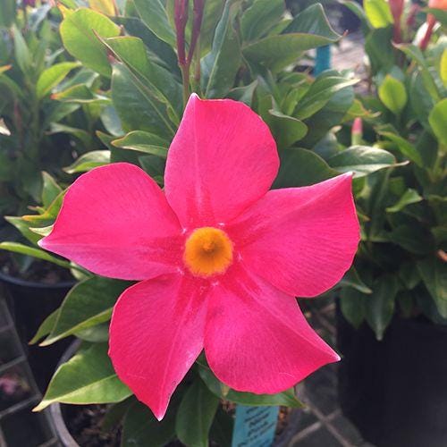 Mandevilla Pink Fury Live Plants (5-9") - Pack of 2 - Hot Pink Rocktrumpet Vine